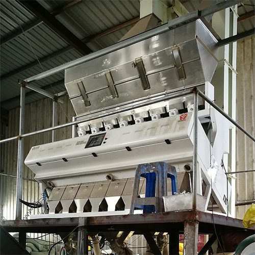 ZX8 Lentils Color Sorter in Bangladesh 