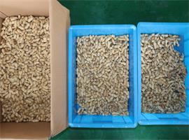 wind sorter for peanut