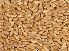 Wind Sorter for Wheat